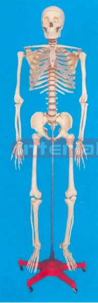 168 CM TALL, ADULT, MALE, CLEAR CARTILAGE, INFLEXIBLE SPINE, SKELETON WITH REMOVABLE STAND